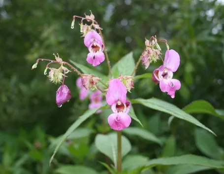 Un esemplare di Impatiens Glandulifera