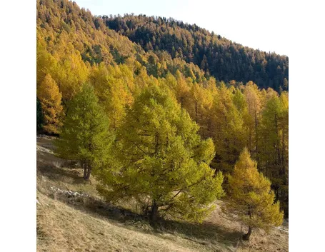 Larix Decidua