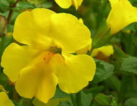 Fiore di mimulus