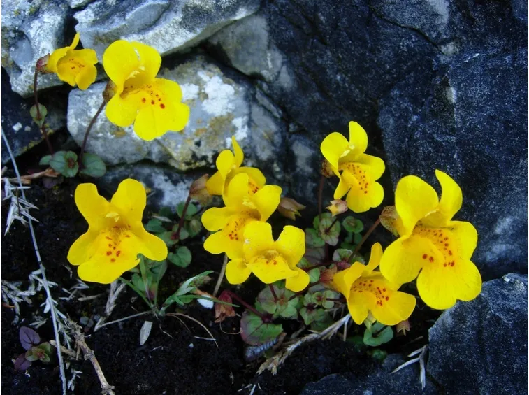 Pianta di mimulus