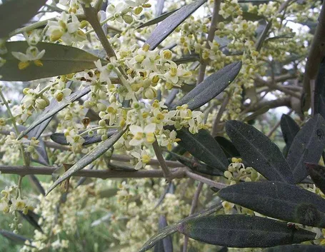Infiorescenza di olivo