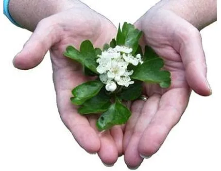 Vendita fiori di Bach