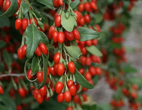 Bacche di Goji