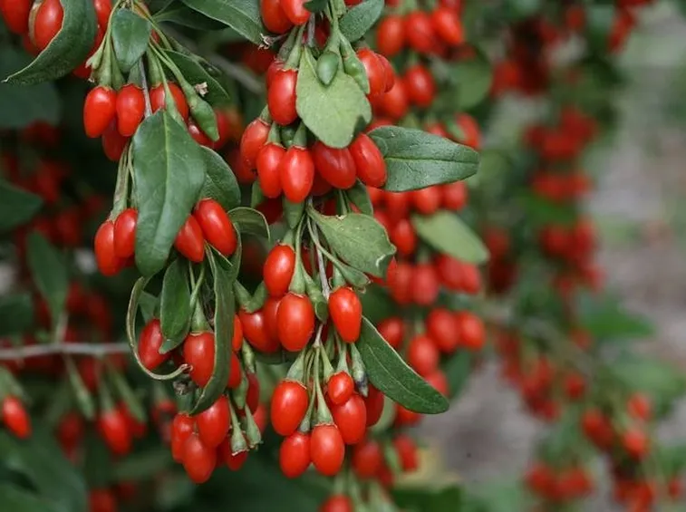 Bacche di Goji