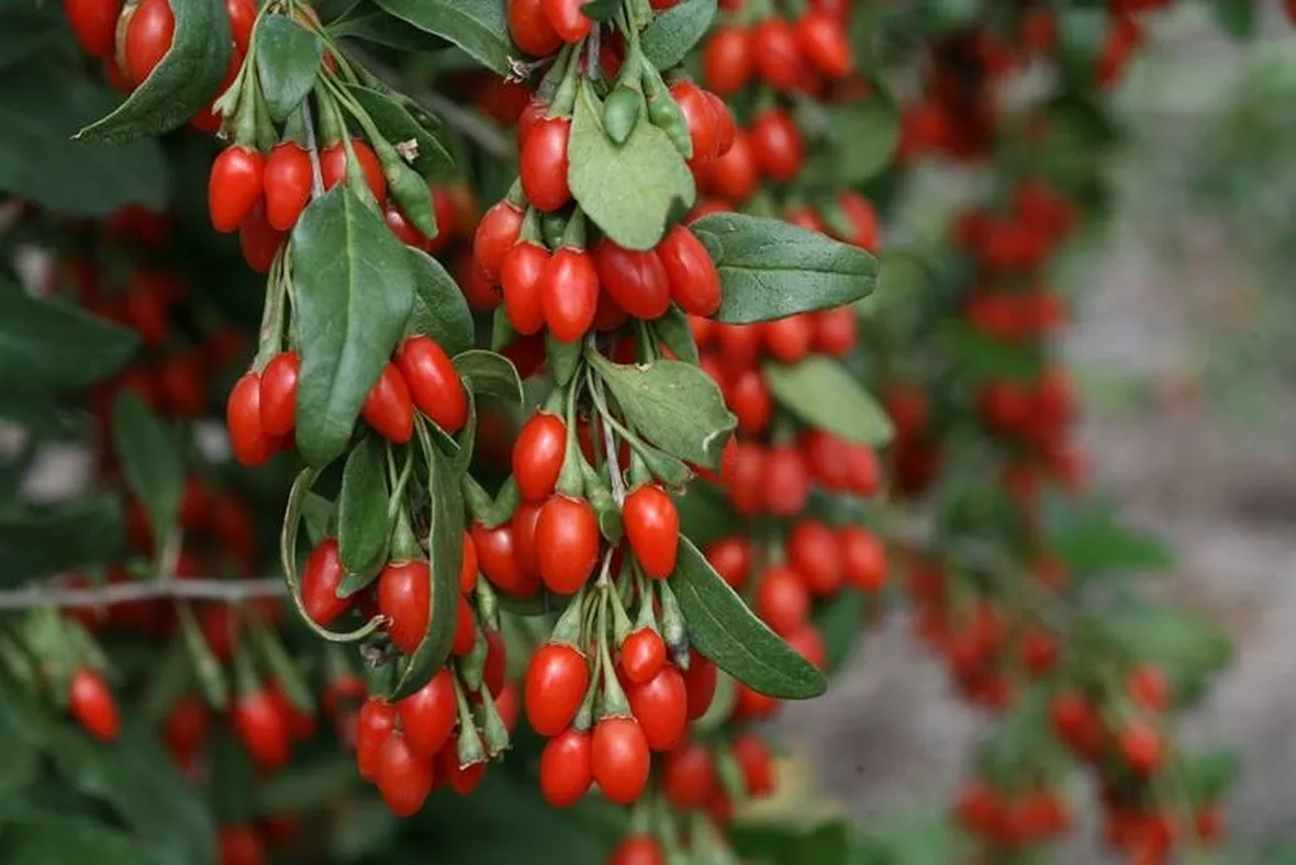 Bacche di Goji