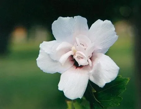 fiore di altea