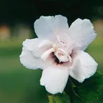 fiore di altea