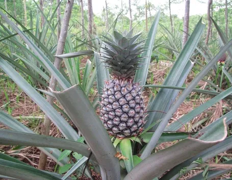 pianta di ananas