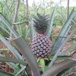 pianta di ananas