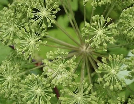 infiorescenze angelica