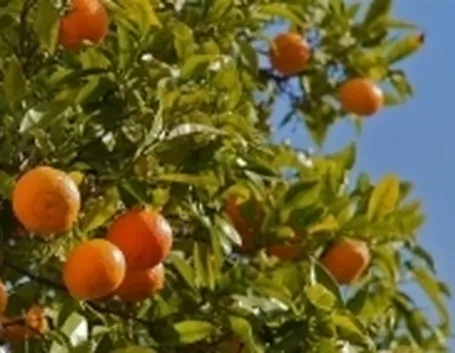 arancio1