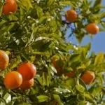 arancio1
