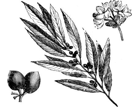 I fiori, le foglie, e le bacche, del laurus nobilis