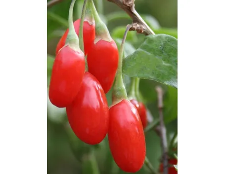 Le bacche Goji (Fonte: www.onegreenplanet.org)