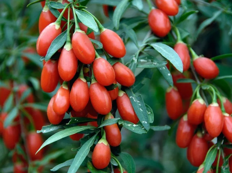 Le bacche Goji prima dell'essiccazione. Fonte: metro.co.uk