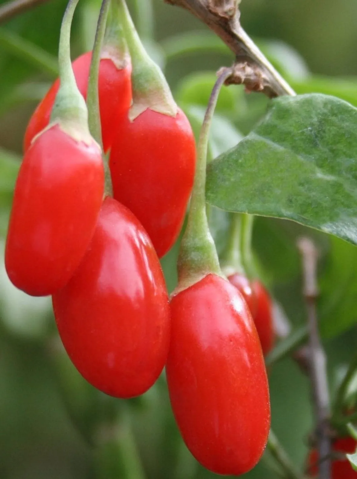 Le bacche Goji (Fonte: www.onegreenplanet.org)