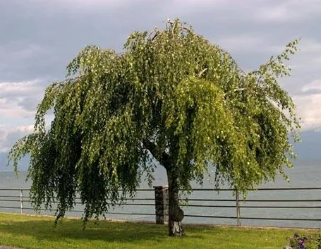 betulla