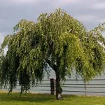 betulla