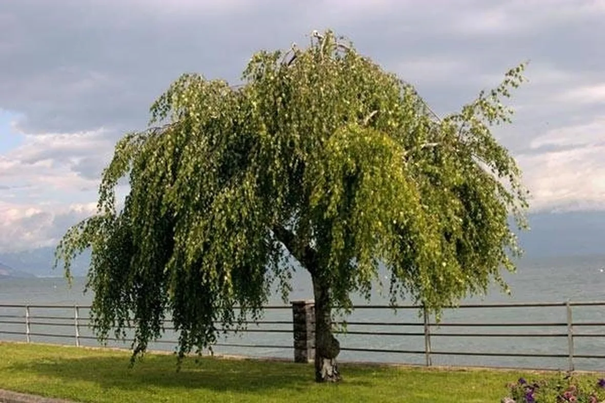 betulla