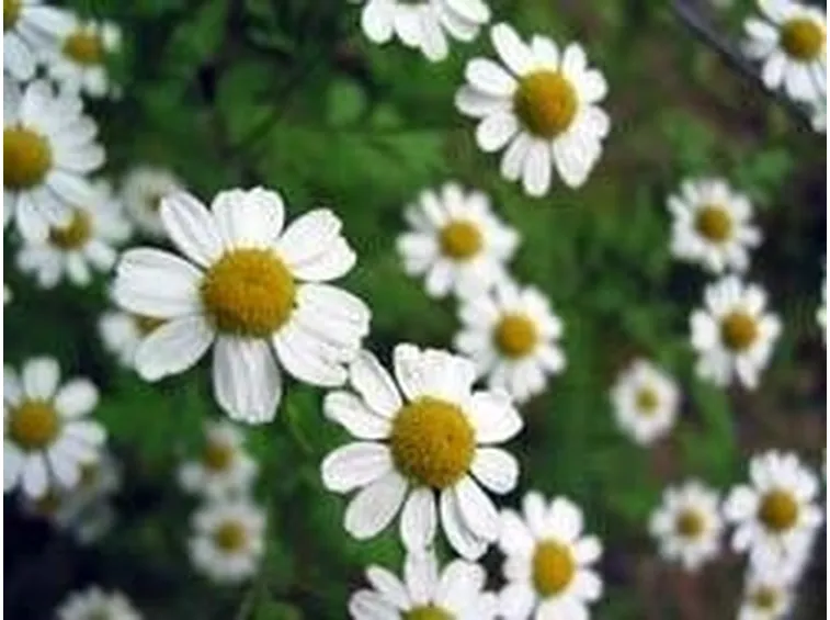 fiori camomilla