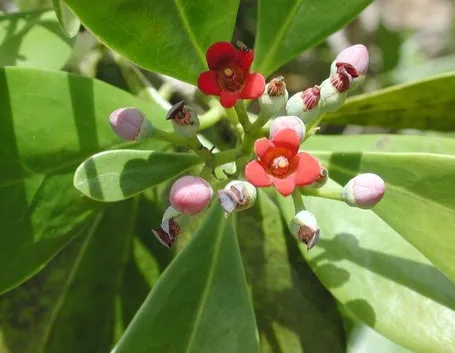 fiori cannella