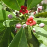 fiori cannella