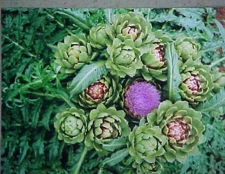 pianta di carciofi