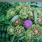pianta di carciofi