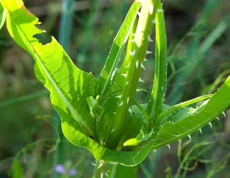 Il fusto e le foglie del cardo dei lanaioli con le caratteristiche spine