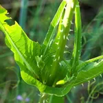 Il fusto e le foglie del cardo dei lanaioli con le caratteristiche spine