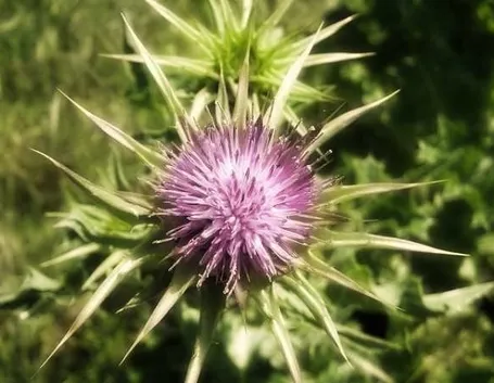 cardo santo particolare