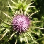 cardo santo particolare
