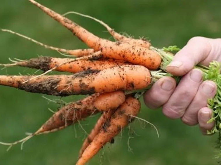 Carota