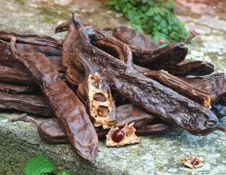 Baccello di carruba con semi.