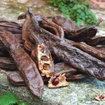 Baccello di carruba con semi.
