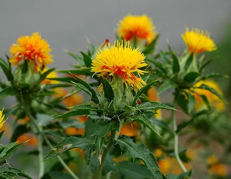 Fiore di cartamo