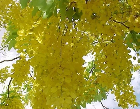 cassia nomame fiorita