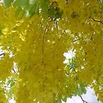 cassia nomame fiorita