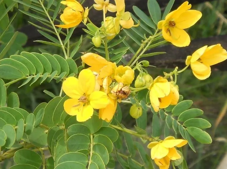 Fiore di cassia