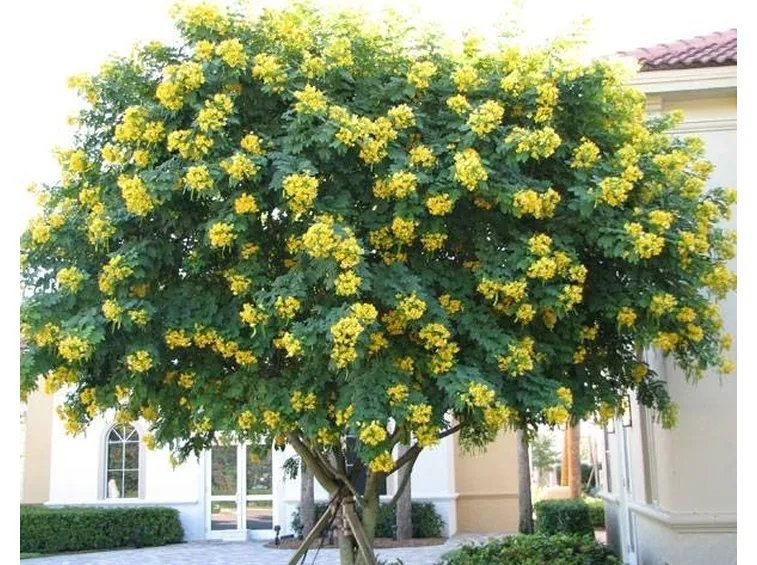Albero di cassia