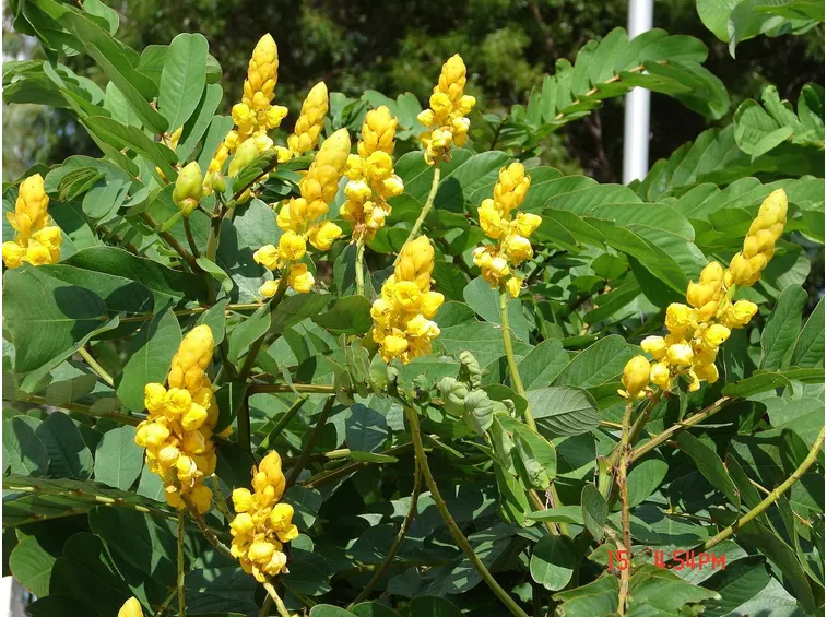 Infiorescenze di una varietà di cassia