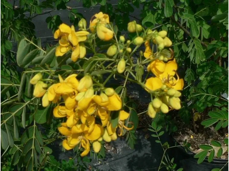 Fiori di cassia visti da vicino