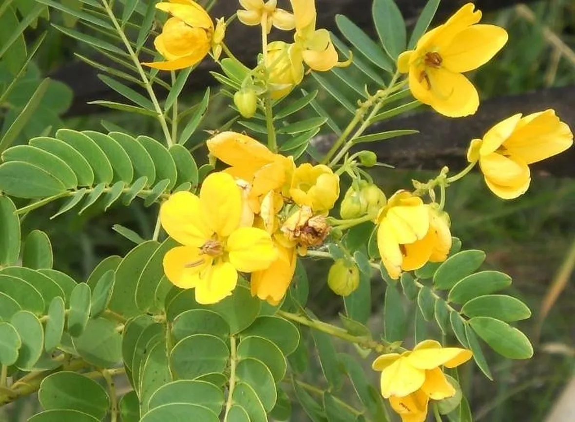 Fiore di cassia