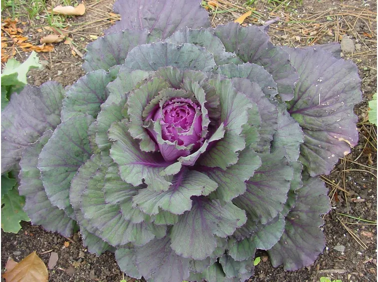cavolo viola