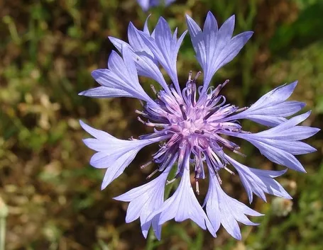 fiore di centaurea