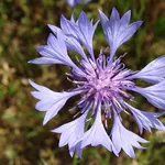 fiore di centaurea