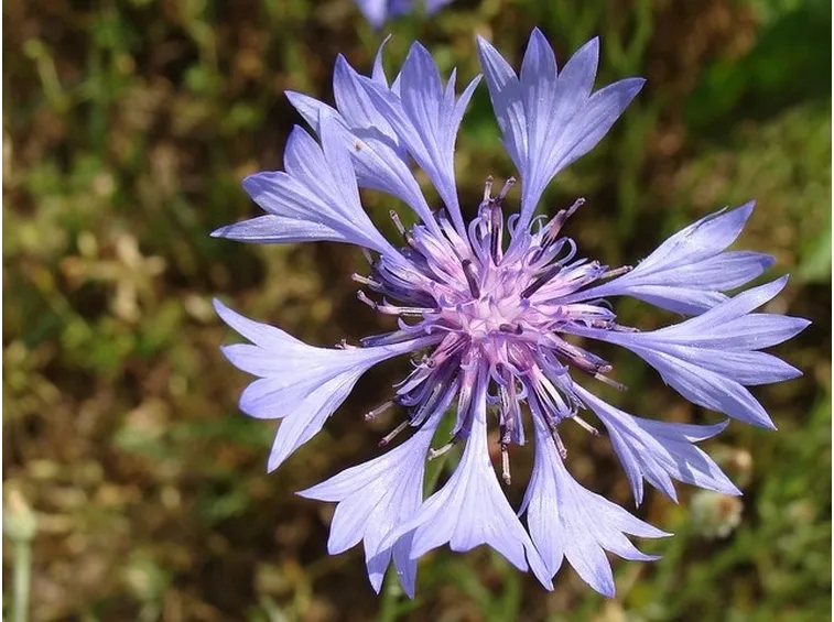 fiore di centaurea