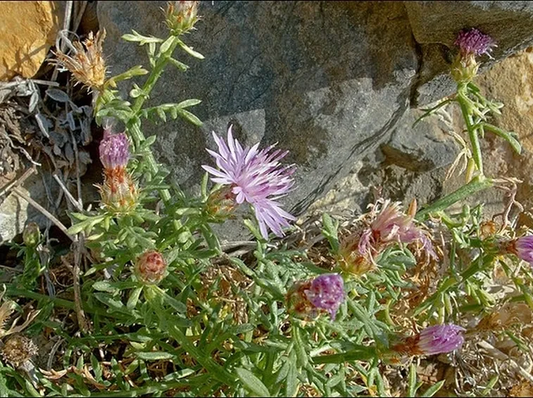 pianta di centaurea