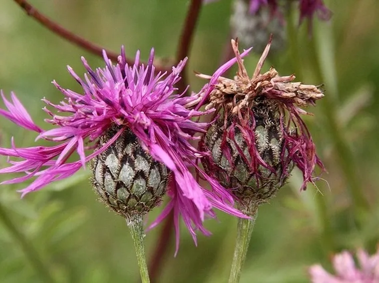 infiorescenza della centaurea