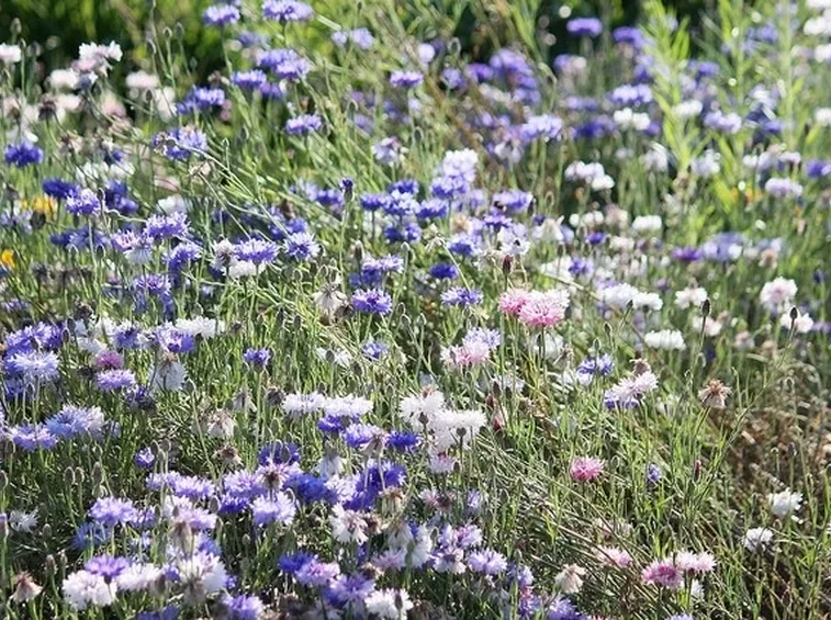 prato di centaurea